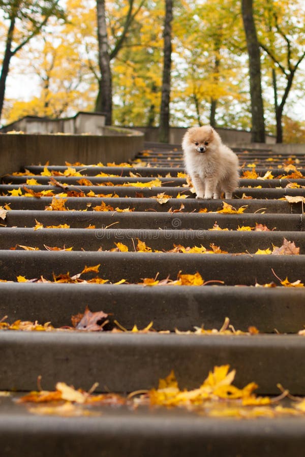 The spitz dog puppy in autumn park on the stairs