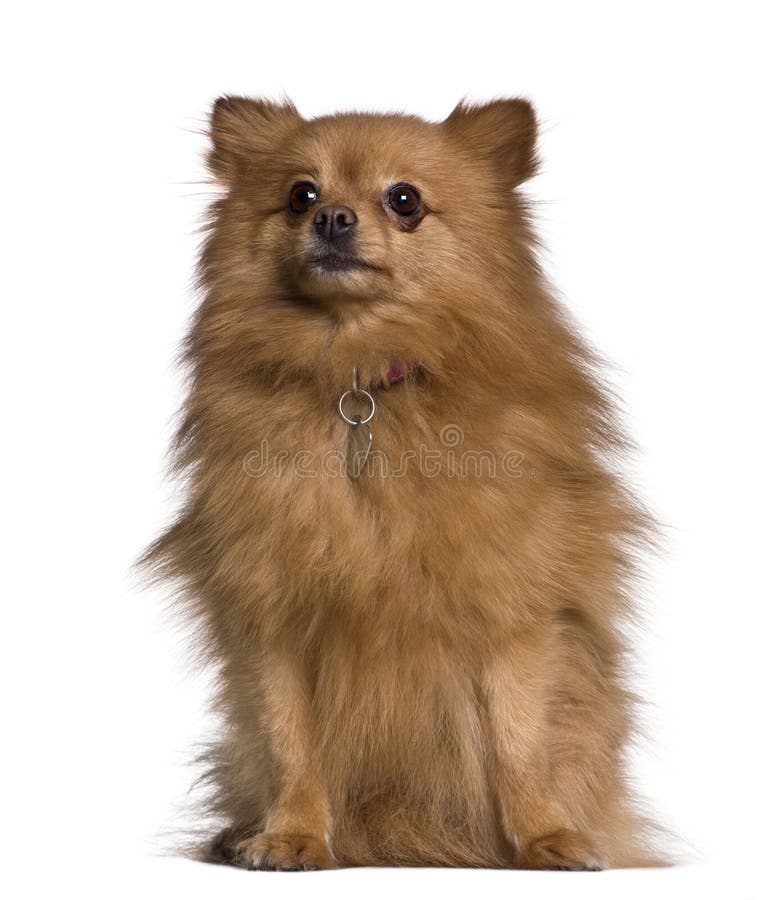 Spitz Dog Sitting And Looking Up Stock Image Image Of Away Sitting Spitz Dog Sitting And Looking Up Stock Image Image Of Away Sitting