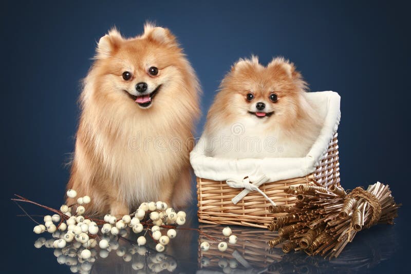 Spitz Funny Puppies with Basket Stock Image - Image of fluffy, spitz ...