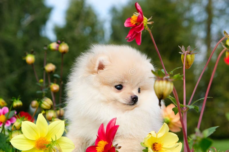 Spitz pomeranian do cão que senta-se em flores da flor Retrato do close-up do cão pomeranian do cachorrinho branco esperto Animal imagens de stock Spitz pomeranian do cão que senta-se em flores da flor Retrato do close-up do cão pomeranian do cachorrinho branco esperto Animal imagens de stock