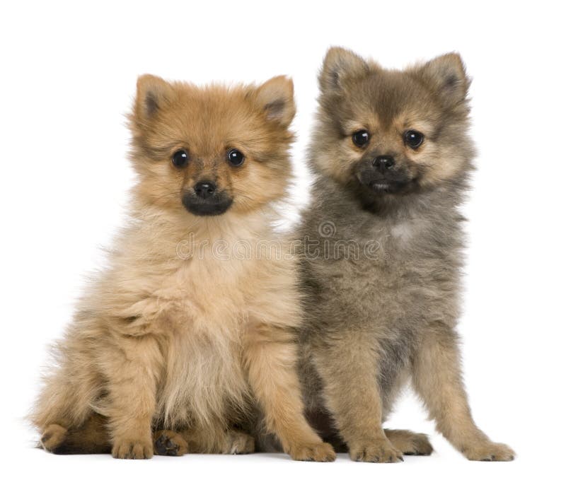 Spitz Puppies, 3 Months Old, Sitting Stock Image - Image ...