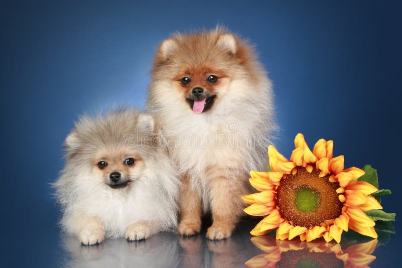 Spitz Puppies (5 months) with sunflower