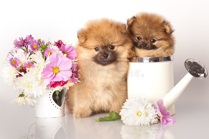 Spitz puppies and flowers