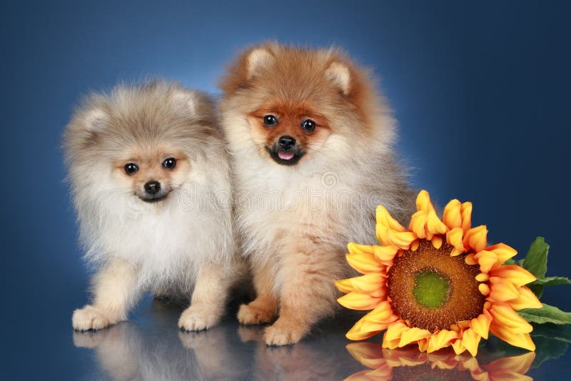 Spitz Puppies with sunflower on ablue background