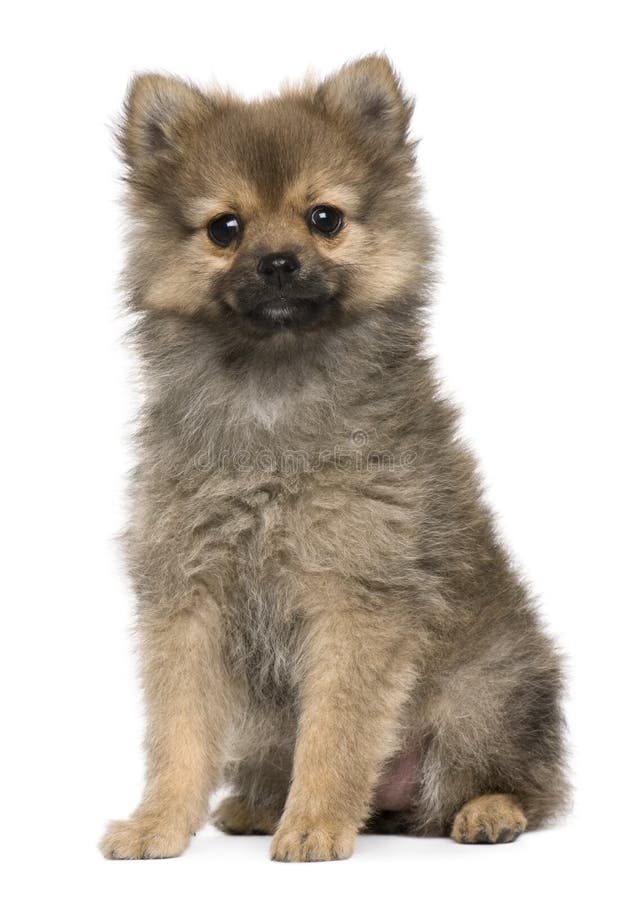 Spitz puppy, 3 months old, sitting stock photography