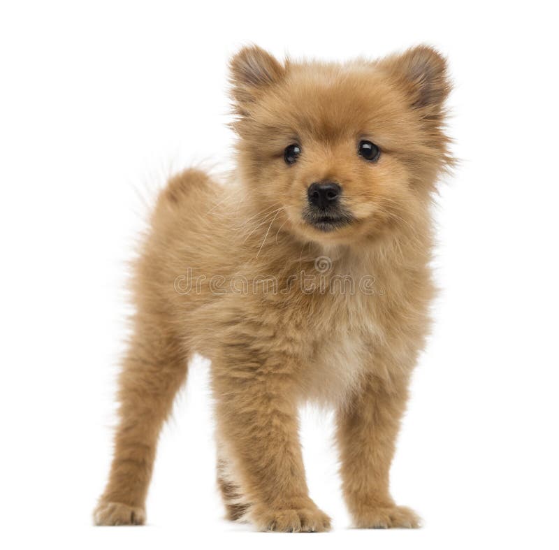 Spitz Puppy 2 Months Old Photos Free Royalty Free Stock Photos From Dreamstime