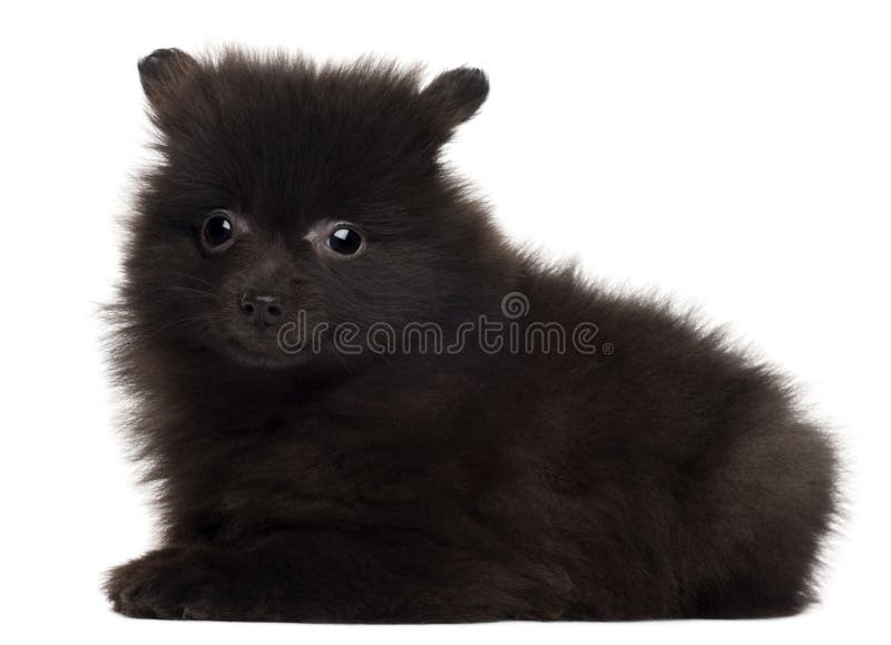 Spitz Puppy 2 Months Old Photos Free Royalty Free Stock Photos From Dreamstime