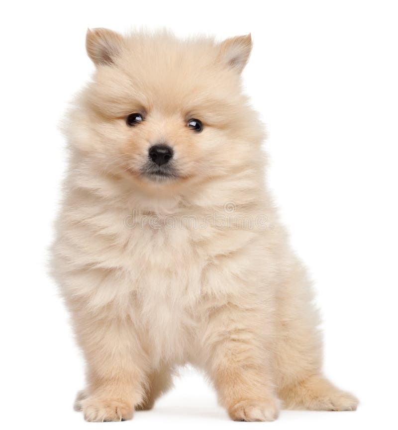 Spitz Puppy 2 Months Old Photos Free Royalty Free Stock Photos From Dreamstime