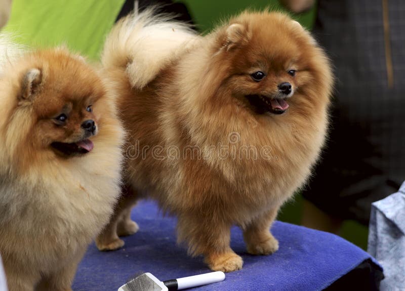 Spitz sveglio di Pomeranian del cucciolo due sull'esposizione canina Foto della via immagini stock libere da diritti Spitz sveglio di Pomeranian del cucciolo due sull'esposizione canina Foto della via immagini stock libere da diritti