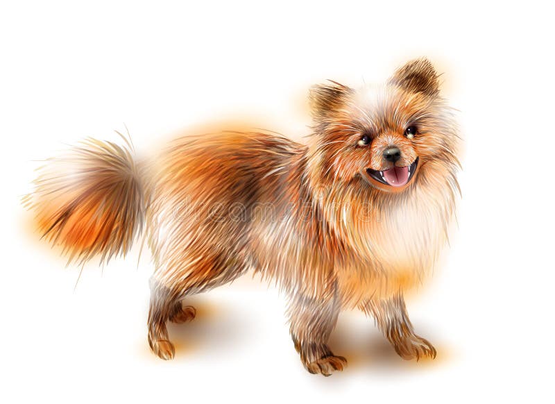 Spitz van Pomeranian De hond is het symbool van 2018 royalty-vrije illustratie Spitz van Pomeranian De hond is het symbool van 2018 royalty-vrije illustratie