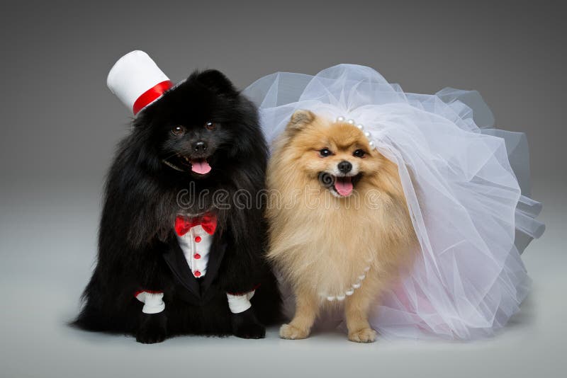 Beautiful spitz wedding couple over grey background. dog bride in skirt and veil, groom in suit and silk hat. happy newlyweds. copy space. Beautiful spitz wedding couple over grey background. dog bride in skirt and veil, groom in suit and silk hat. happy newlyweds. copy space.