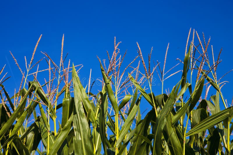 Spike of corn in a harvest time and blue sky. Spike of corn in a harvest time and blue sky