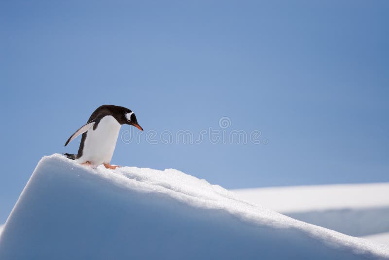SpitzenPinguin SpitzenPinguin