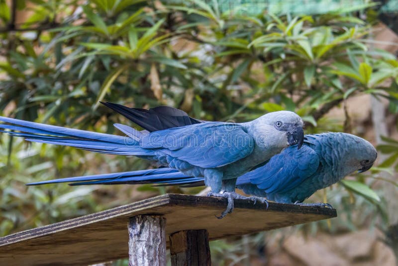 The Spix`s macaw