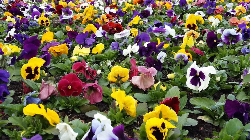 Splash of flowers stock photo. Image of field, violet - 92357164