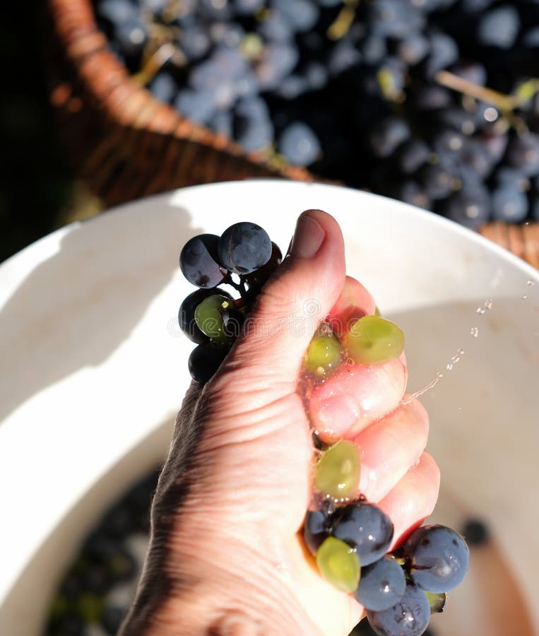 Splashes of grape juice while squeezing a bunch of grapes by hand splashes of grape juice while squeezing a bunch of grapes by royalty-vrije stock foto