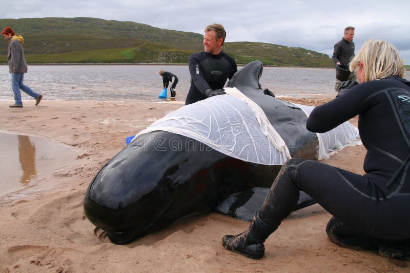 Single whale stranded totally out of the water, sheets are there to help keep him wet. Single whale stranded totally out of the water, sheets are there to help keep him wet.