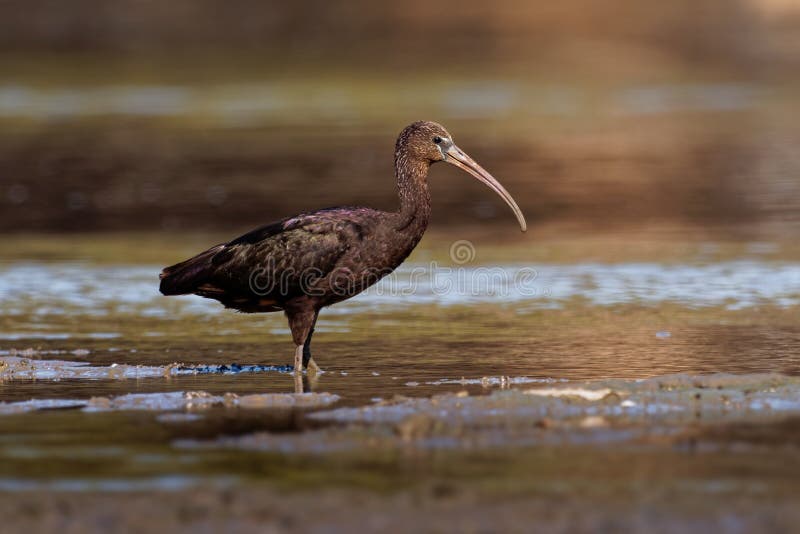 Sple Ibis - Plegadis falcinellus酒店是宜必思家族Threskiornithidae中的一只知名鸟,这是一只在水中长喙的岸鸟, 免版税库存照片 Sple Ibis - Plegadis falcinellus酒店是宜必思家族Threskiornithidae中的一只知名鸟,这是一只在水中长喙的岸鸟, 免版税库存照片