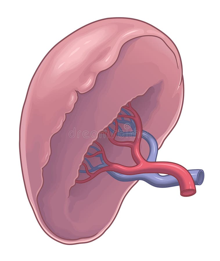 Spleen Anatomy Illustration Stock Vector - Illustration of vein ...