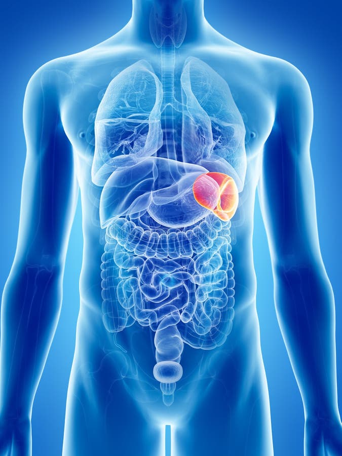 The spleen stock illustration. Illustration of science 73539781