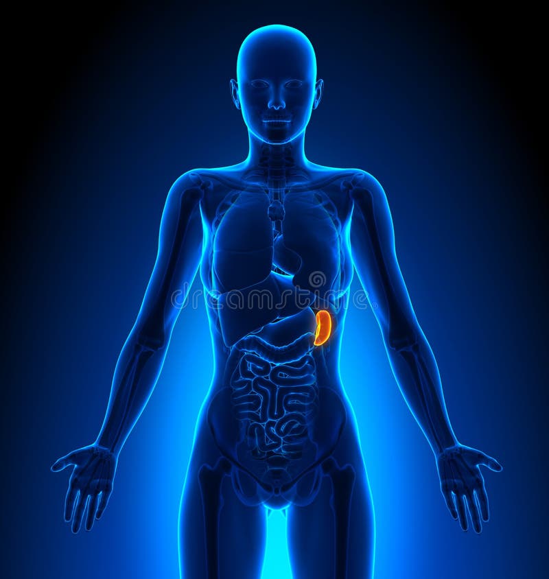 Collection 28+ Background Images where is the spleen located in the female body Excellent Collection 28+ Background Images where is the spleen located in the female body Excellent