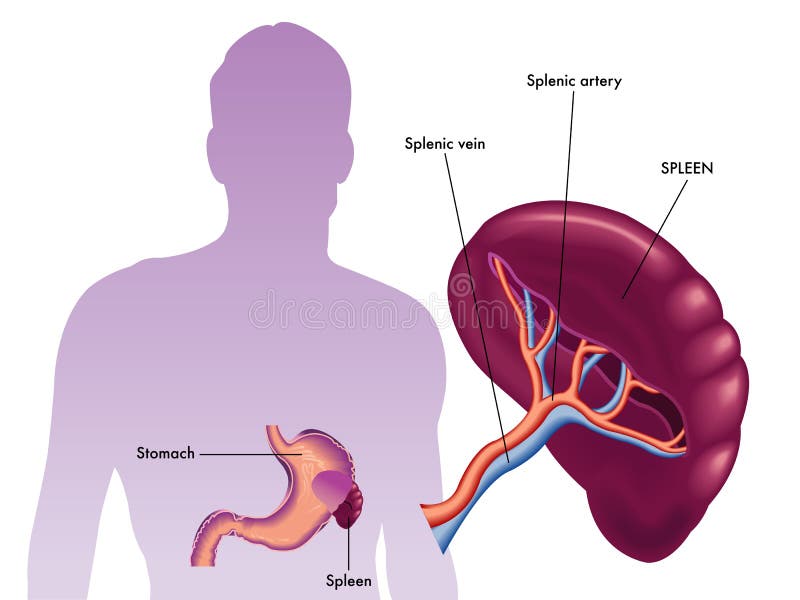 Function Of The Spleen Stock Vector Illustration Of Biology 132786809