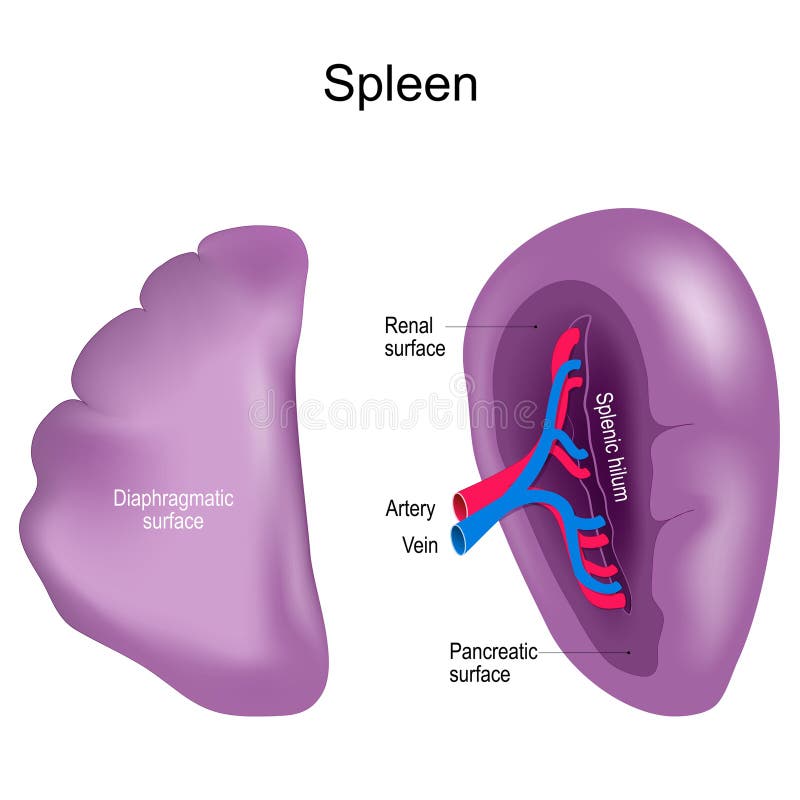 Diaphragmatic Surface Stock Illustrations – 2 Diaphragmatic Surface ...