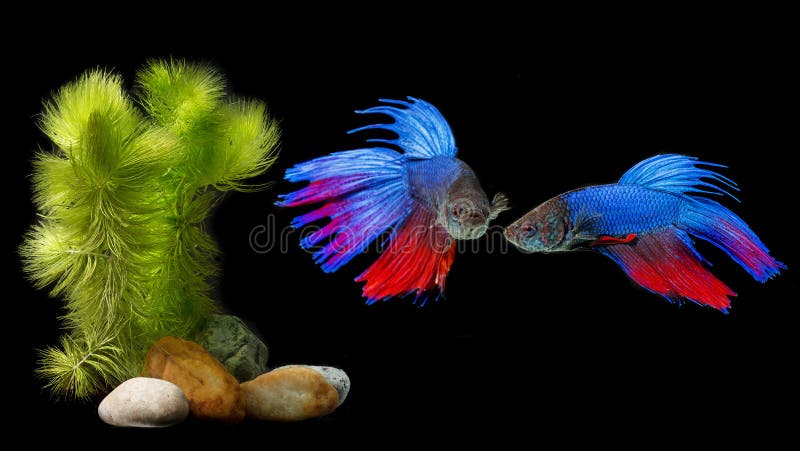 Download Splendens De Betta - Peixes De Combate Siamese Foto de Stock - Imagem de preto, freshwater: 107526926