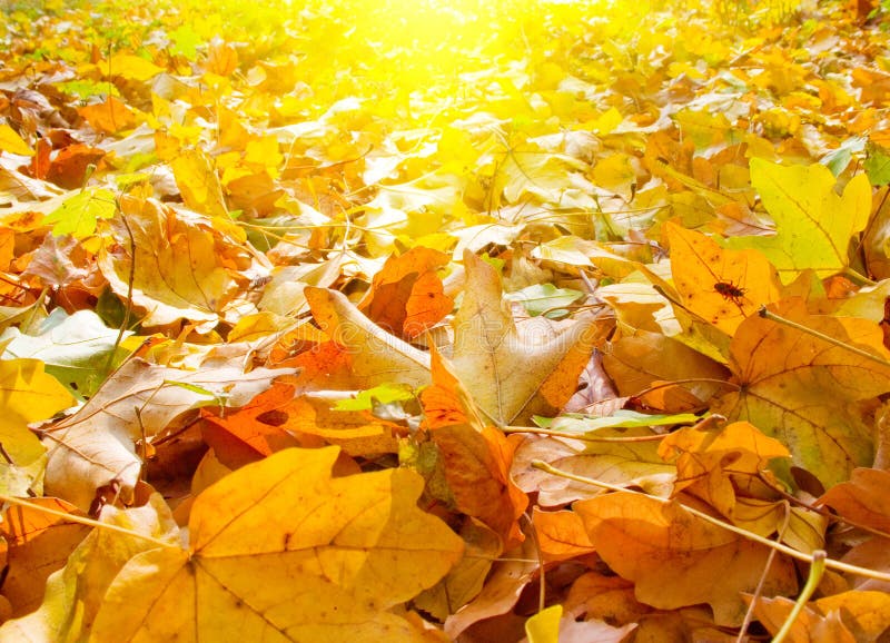 Splendid morning view of autumn leaves.