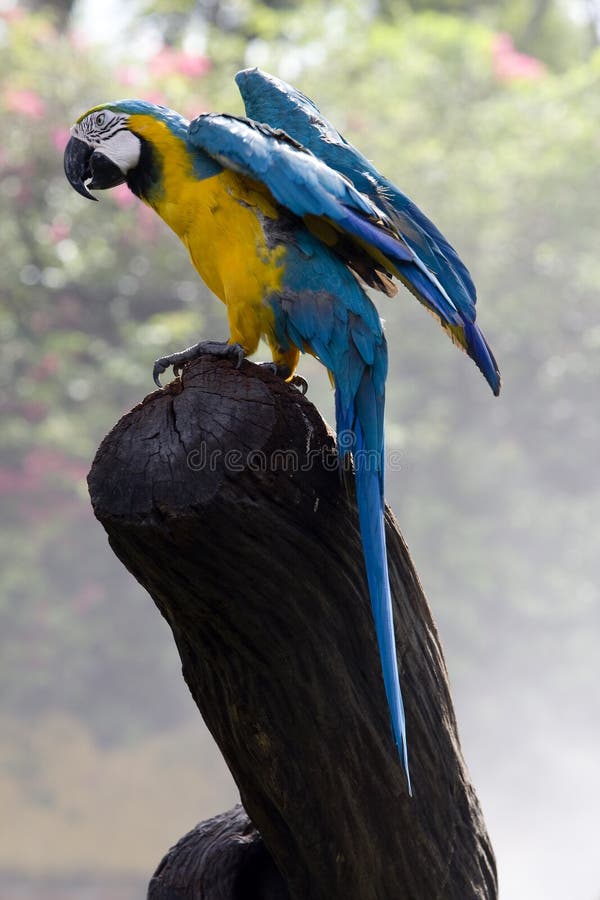 Splendid parrot in the wilderness