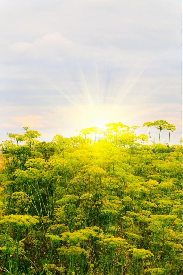 Splendid summer view of sunset and dill.