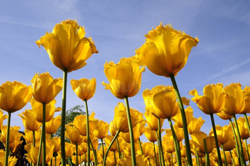 Splendid tulips field with golden flower