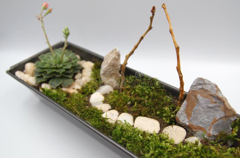 Splendida arte in miniatura di orto con pietre bianche e muschio piccolo giardino di fiata in vaso immagine stock libera da diritti