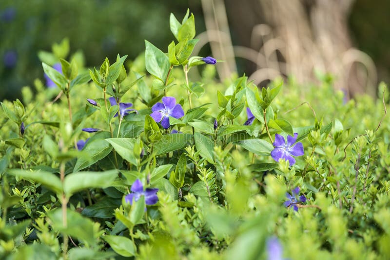 Splendida vista brillante dei fiori di periwinkle aceae comuni blu di vinca apocynaceae utilizzati nella terapia cromo per ridurre immagine stock libera da diritti