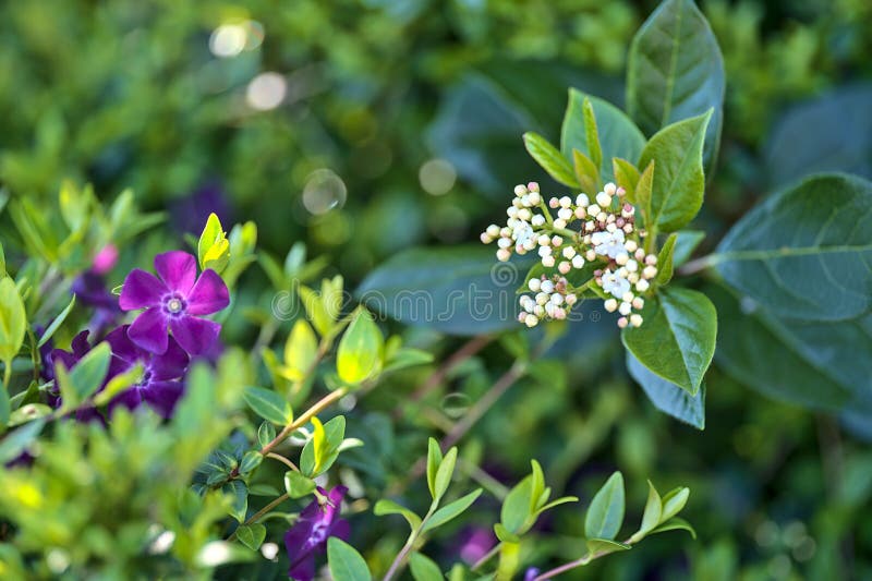Splendida vista di chiusura di violet common periwinkle vinca apocynaceae fiori usati nella terapia cromo per ridurre rabbia e ans immagine stock libera da diritti