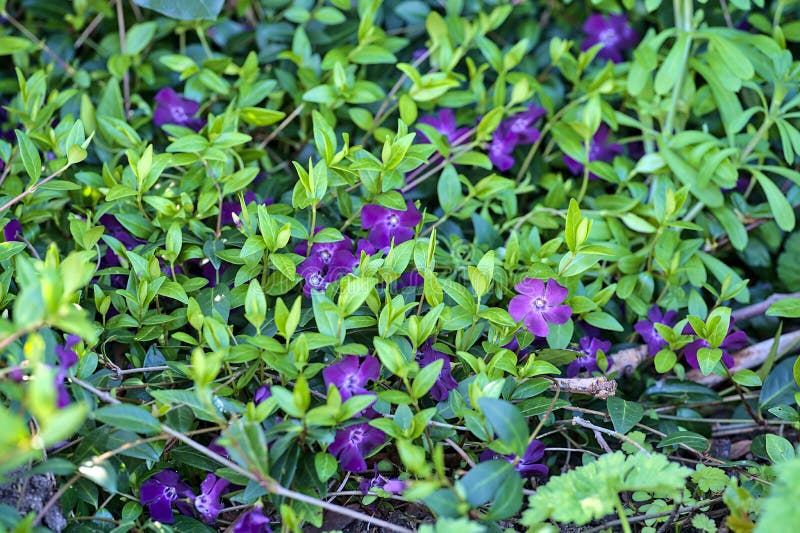 Splendida vista di chiusura di violet common periwinkle vinca apocynaceae fiori usati nella terapia cromo per ridurre rabbia e ans fotografia stock libera da diritti