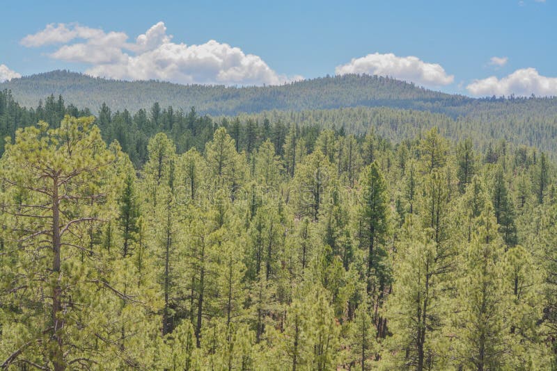 Splendida vista di pini ponderosi nell'alta altitudine delle montagne bianche nella contea di apache arizona