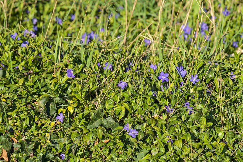 Splendida vista primaverile dei fiori comuni blu di periwinkle vinca apocynaceae utilizzati nella terapia cromo per ridurre rabbia fotografie stock