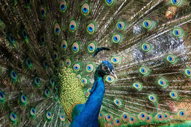 Splendidi faraone con piume aperte fotografia stock