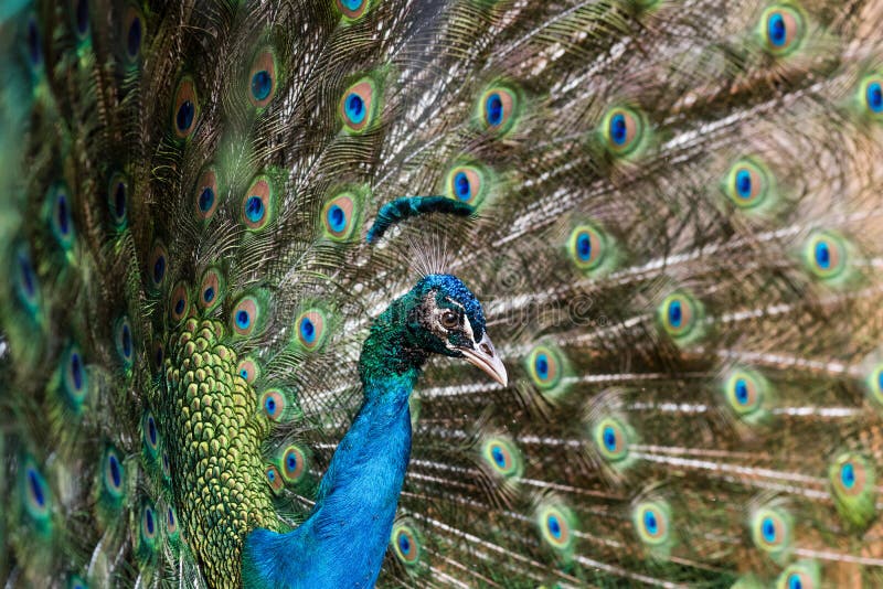 Splendidi faraone con piume aperte fotografia stock