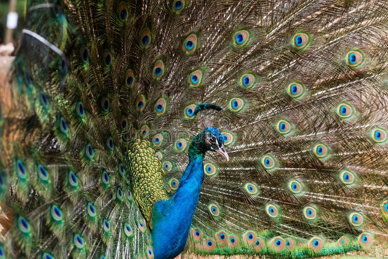 Splendidi faraone con piume aperte immagini stock libere da diritti