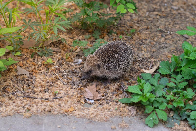 Splendidi ricci nani che si arrangiano e che hanno foglie intorno a erinaceus europaeus edgehog o edgehog comune. fotografia stock libera da diritti