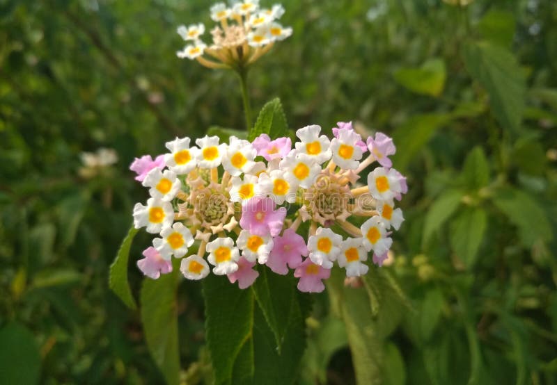 Splendido Ammasso Di Piccoli Fiori Rosa E Bianco Con ...