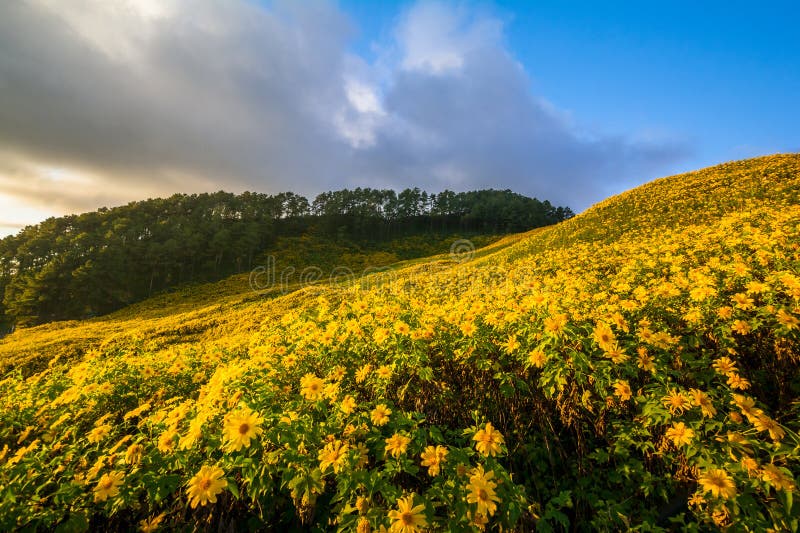 Splendido paesaggio di fiori gialli thung bua tong mae hong son thailand immagini stock