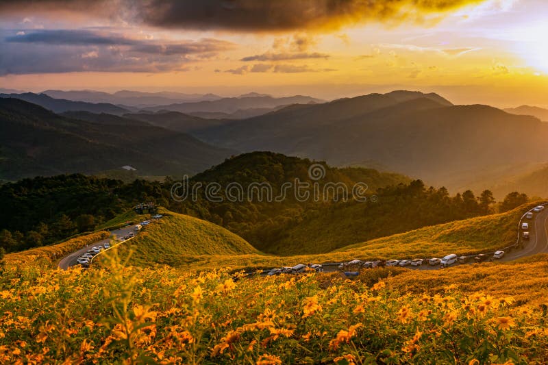 Splendido paesaggio di fiori gialli thung bua tong mae hong son thailand immagini stock
