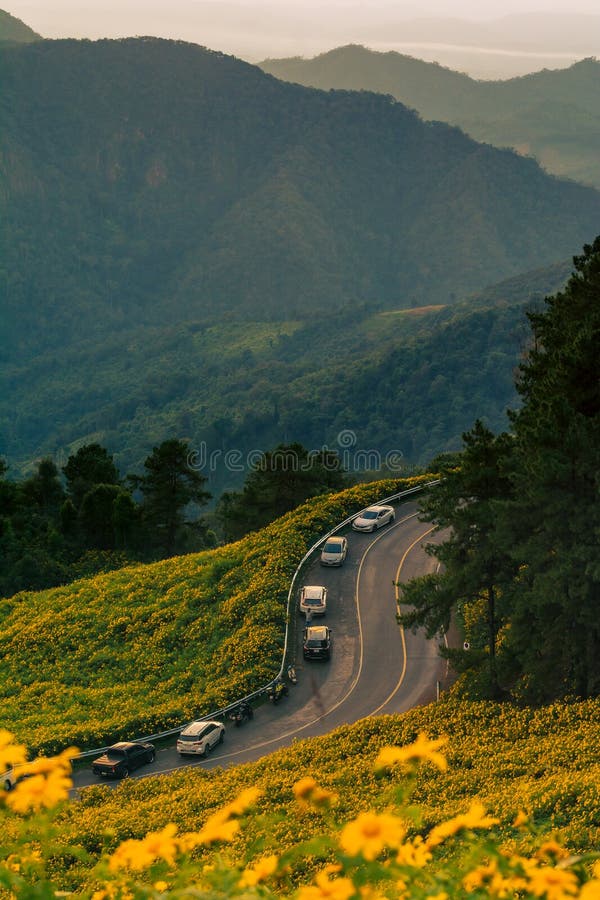 Splendido paesaggio veduta punto di vista dei fiori gialli thung bua tong mae hong son thailand immagine stock