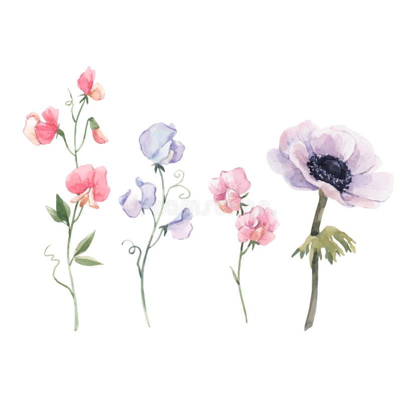 Splendido set di floreale di colore acquatico vettoriale con fiori di anemone e di piselli dolci. illustrazione.