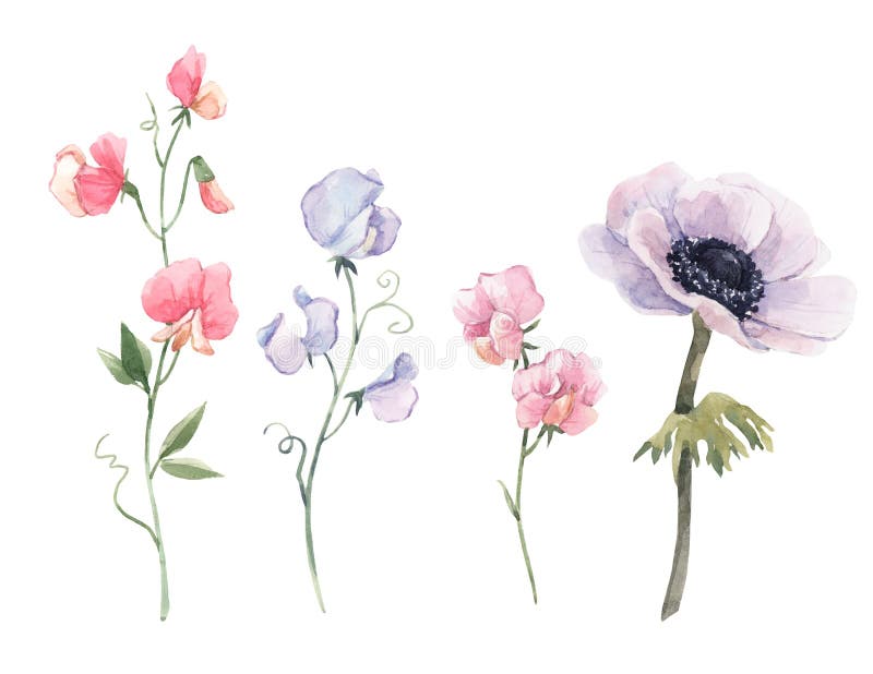 Splendido set di floreali di colore acquatico con fiori di pisello di anemone e di piselli dolci. illustrazione.