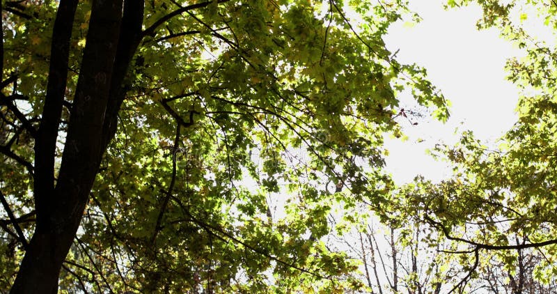 Splendido sfondo di alberi alti al cielo soleggiato