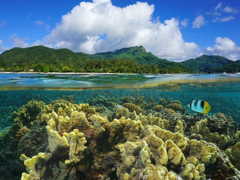 Split over under Huahine corals French Polynesia